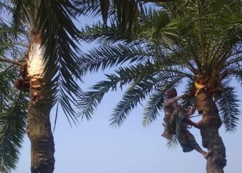 কোটচাঁদপুরে খেজুর গাছ তোলায় ব্যাস্ত গাছিরা