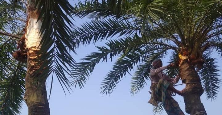 কোটচাঁদপুরে খেজুর গাছ তোলায় ব্যাস্ত গাছিরা