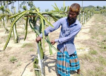 তিন হাজার ড্রাগন ফলের গাছ কেটে নষ্ট করেছে দুর্বৃত্তরা