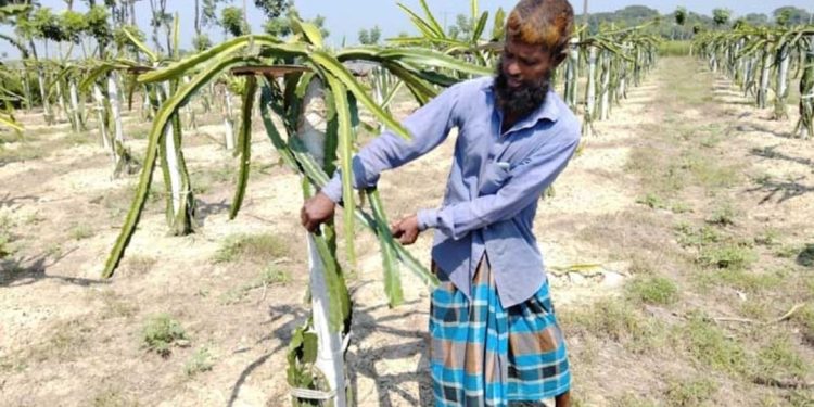 তিন হাজার ড্রাগন ফলের গাছ কেটে নষ্ট করেছে দুর্বৃত্তরা