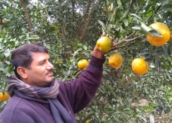 বঙ্গবন্ধু জাতীয় কৃষি পুরস্কার পেলেন মহেশপুরের রফিকুল