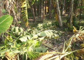 ঘূর্ণিঝড়ে  কলার বাগান নষ্ট; সর্বস্বান্ত কৃষক