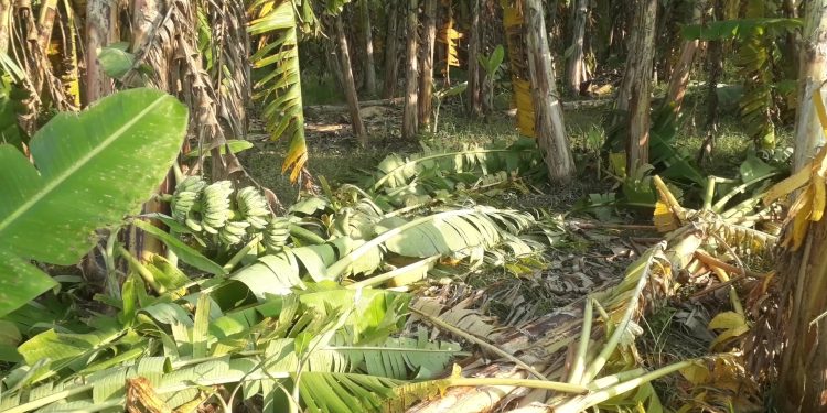 ঘূর্ণিঝড়ে  কলার বাগান নষ্ট; সর্বস্বান্ত কৃষক