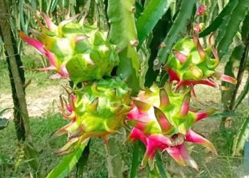 এক সময়ের সংসার বিরাগী এখন কোটিপতি ফলচাষি : দেড় কোটি টাকার মাল্টা ও ড্রাগন বিক্রির আশা