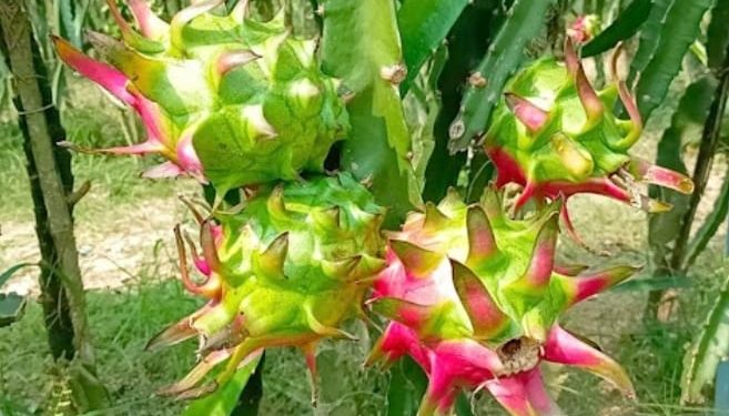 এক সময়ের সংসার বিরাগী এখন কোটিপতি ফলচাষি : দেড় কোটি টাকার মাল্টা ও ড্রাগন বিক্রির আশা