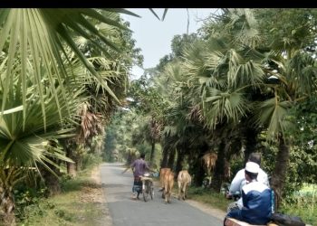 কোটচাঁদপুরে মুরুটিয়া সড়কের তালগাছ নজর কেড়েছে সবার !