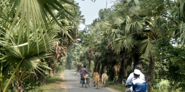 কোটচাঁদপুরে মুরুটিয়া সড়কের তালগাছ নজর কেড়েছে সবার !