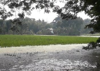  ভাঙ্গায় পানি নামার খাল বন্ধ থাকায় প্রায় ২০০ হেক্টর জমির ধান পানির নিচে