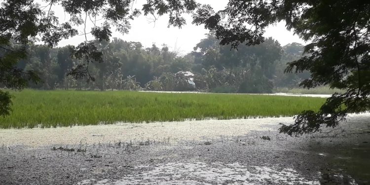 ভাঙ্গায় পানি নামার খাল বন্ধ থাকায় প্রায় ২০০ হেক্টর জমির ধান পানির নিচে