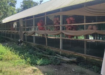 চৌদ্দগ্রামে জায়গা দখল করে মুরগির খামার, বাদিকে প্রাণনাশের হুমকি