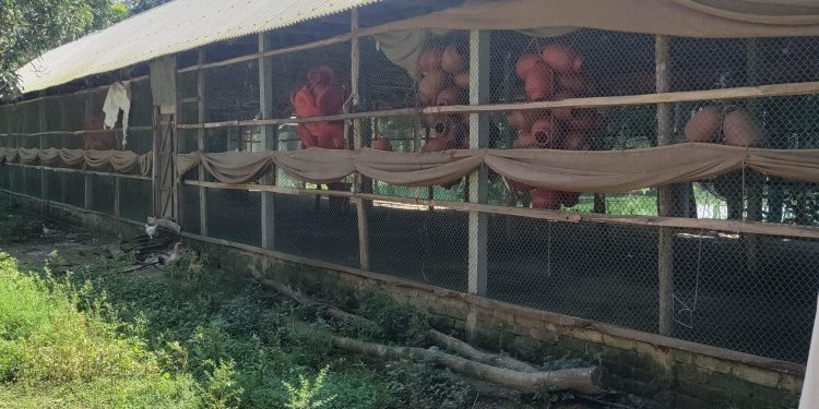 চৌদ্দগ্রামে জায়গা দখল করে মুরগির খামার, বাদিকে প্রাণনাশের হুমকি