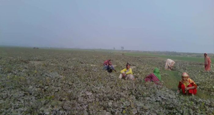 সারিয়াকান্দিতে মাষকলাইয়ের বাম্পার ফলন‘‘স্বস্তিতে চরাঞ্চলের কৃষকরা”