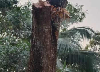 সাতক্ষীরার ফিংড়িতে সরকারি প্রাথমিক বিদ্যালয়ে সরকারি নীতিমালা অবমাননা করে বৃক্ষ কর্তনের অভিযোগ