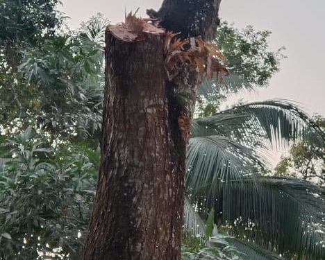 সাতক্ষীরার ফিংড়িতে সরকারি প্রাথমিক বিদ্যালয়ে সরকারি নীতিমালা অবমাননা করে বৃক্ষ কর্তনের অভিযোগ
