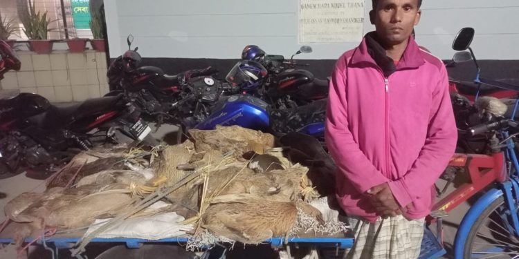 পূর্ব শত্রুতার জের ধরে প্রতিবেশীর বিষ প্রয়োগে খামারির প্রায় ৫০ টি হাঁসের মৃত্যু