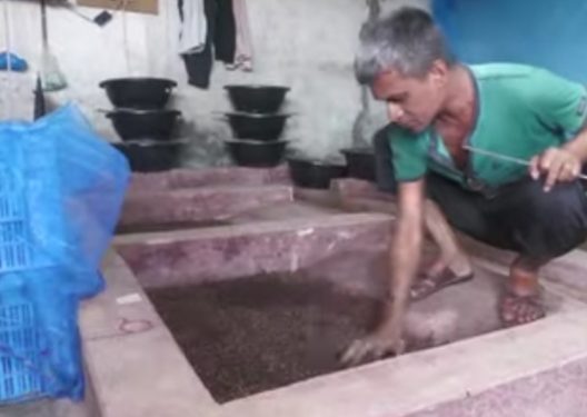 সৈয়দপুরে ‘ব্লাক সোলজার ফ্লাই’ চাষে ৪ বন্ধুর সাফল্য