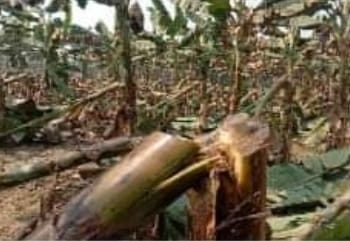 ঝিনাইদহে রাতের আধাঁরে ৬ শত কলাগাছ কেটে দিয়েছে দুর্বৃত্তরা