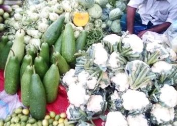 ভোলায় মহাজনে দাদনের বেড়াজালে কৃষক