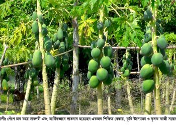 ৮০ হাজার টাকা খরচ করে ৫ লাখ টাকা বিক্রি