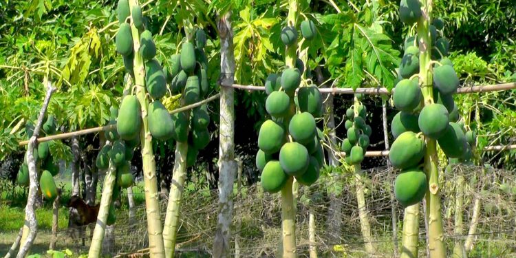 ৮০ হাজার টাকা খরচ করে ৫ লাখ টাকা বিক্রি