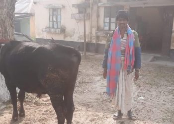 ঘর থেকে গরুচুরি করে নিয়ে পালানোর সময় দুই চোর আটক