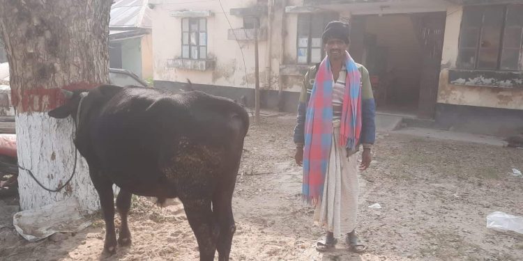 ঘর থেকে গরুচুরি করে নিয়ে পালানোর সময় দুই চোর আটক