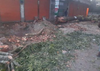 ১৩ দিনেও তদন্ত হয়নি সরকারী গাছ কাটার, আবারও বাগেরহাটের ফকিরহাট উপজেলায় গাছ খেকোরা বেপরোয়া