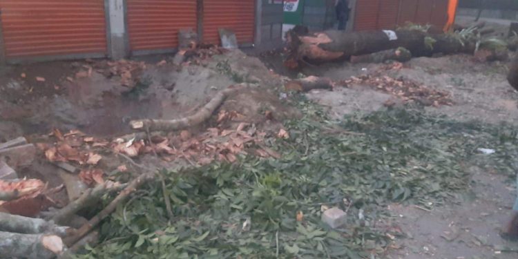 ১৩ দিনেও তদন্ত হয়নি সরকারী গাছ কাটার, আবারও বাগেরহাটের ফকিরহাট উপজেলায় গাছ খেকোরা বেপরোয়া