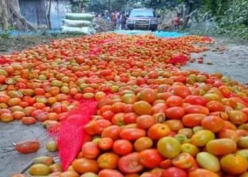 কুষ্টিয়ায় ৩০ হাজার টাকা জরিমানা করল  এক টমেটো কৃষককে