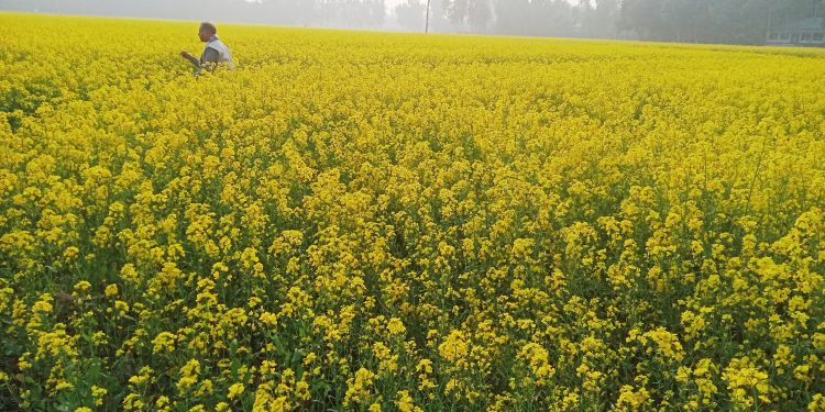 সরিষার ফুলে ফুলে মুনাফার স্বপ্ন দেখছেন সারিয়াকান্দির চাষীরা