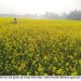 সরিষার ফুলে ফুলে মুনাফার স্বপ্ন দেখছেন সারিয়াকান্দির চাষীরা