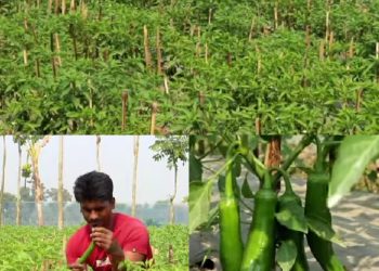 শার্শায় মিষ্টি মরিচ চাষে মানিক রাজার সাফল্য