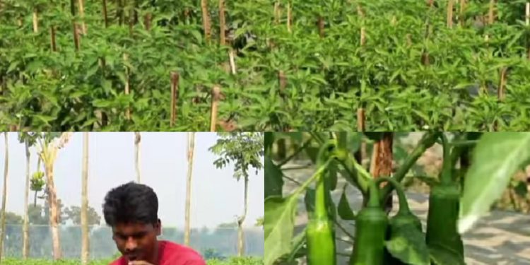 শার্শায় মিষ্টি মরিচ চাষে মানিক রাজার সাফল্য