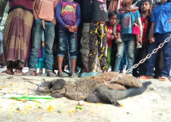 শিমুলিয়ায় জনতার হাতে ধরা পড়লো অদ্ভুত প্রাণী
