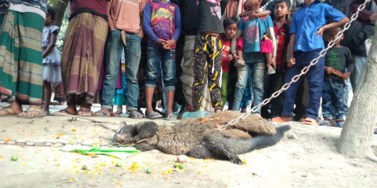 শিমুলিয়ায় জনতার হাতে ধরা পড়লো অদ্ভুত প্রাণী