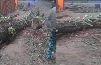 বাগেরহাটের ফকিরহাটে সরকারী গাছ কাটানিয়ে চোর পুলিশ খেলছে কর্তা-ব্যক্তিরা