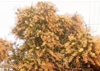 যশোরের গাছে গাছে শোভা পাচ্ছে সোনালী রঙের আমের মুকুল