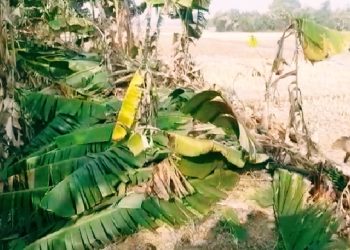 নওগাঁর নিয়ামতপুরে দিনে দুপুরে ২৫ টি কলাগাছ কাটার অভিযোগ উঠেছে