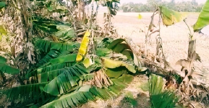 নওগাঁর নিয়ামতপুরে দিনে দুপুরে ২৫ টি কলাগাছ কাটার অভিযোগ উঠেছে