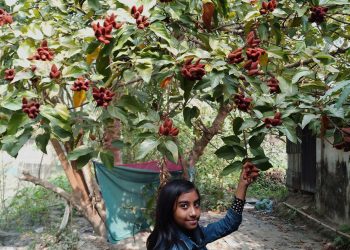 পটুয়াখালীতে থাই জাফরান চাষের উজ্জ্বল সম্ভাবনা