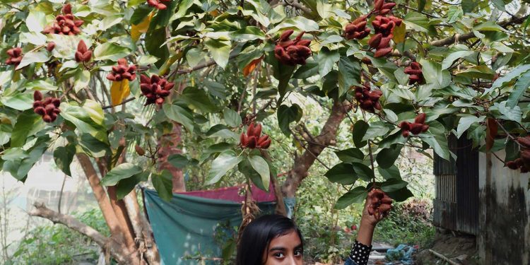 পটুয়াখালীতে থাই জাফরান চাষের উজ্জ্বল সম্ভাবনা