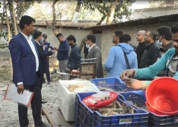 সাতক্ষীরায় চিংড়িতে অপদ্রব্য পুশ করার দায়ে মাছ ব্যবসায়ীর জেল