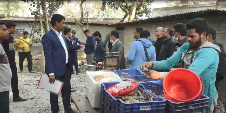 সাতক্ষীরায় চিংড়িতে অপদ্রব্য পুশ করার দায়ে মাছ ব্যবসায়ীর জেল