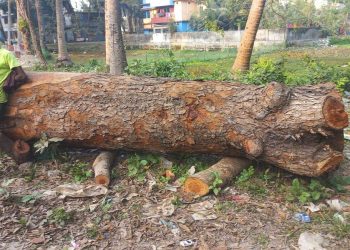 অবশেষে ফকিরহাটে সরকারী গাছ কাটা নিয়ে সড়ক বিভাগের থানায় অভিযোগ