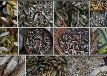 বিল-ঝিলে নাই হয়ে যাচ্ছে দেশী প্রজাতির মাছ