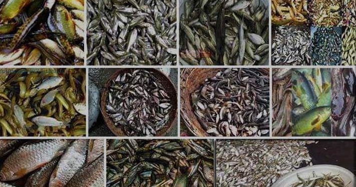 বিল-ঝিলে নাই হয়ে যাচ্ছে দেশী প্রজাতির মাছ