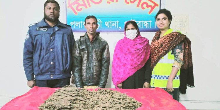 পলাশবাড়ীতে গাঁজা সহ স্বামী-স্ত্রী গ্রেফতার