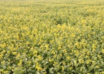 ভোলায় সরিষার বাম্পার ফলনের সম্ভাবনা
