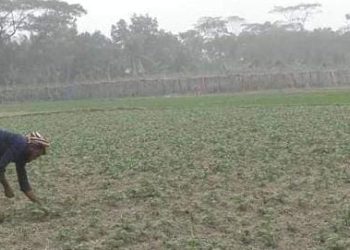 ভোলায় ঘন কুয়াশায় ক্ষতির শঙ্কায় আলু চাষিরা