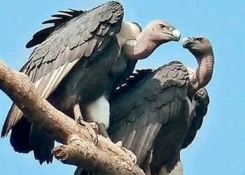 প্রাকৃতিক বন্ধু শকুন আজ বিলুপ্তির পথে